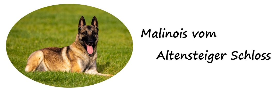 Malinois vom Altensteiger Schloss